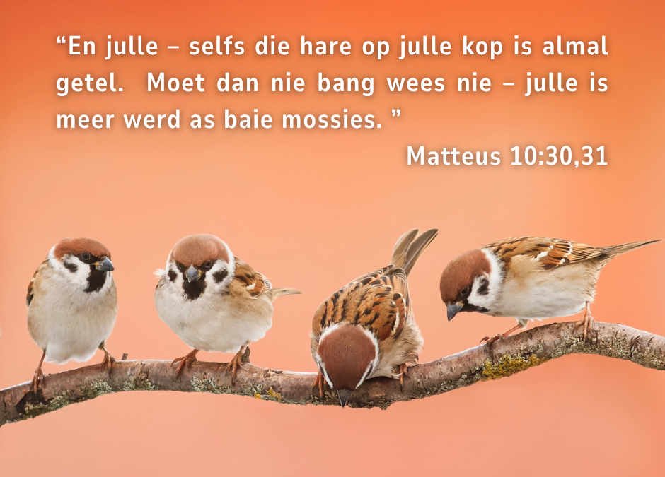 ‘n Leerling van Jesus is nie bo Hom verhewe nie