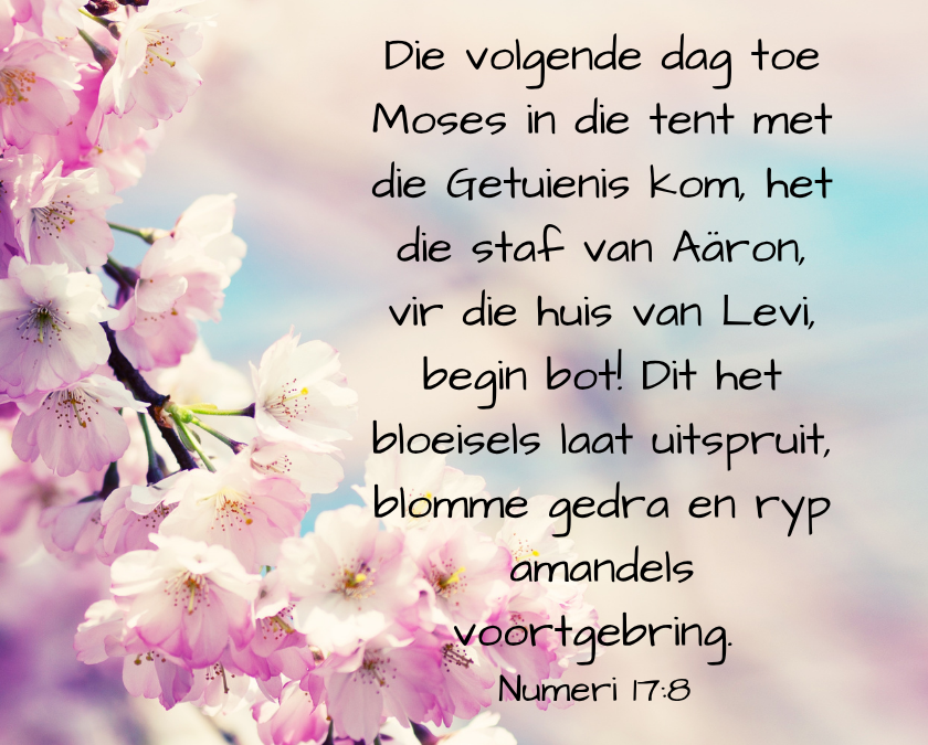 ’n God wat laat leef